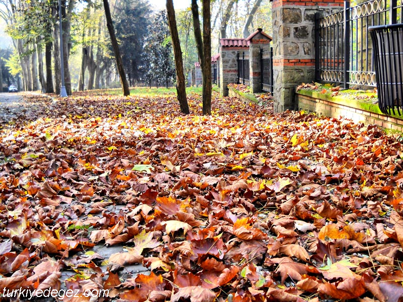 Beykoz Korusu