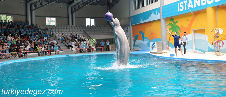 İstanbul Dolphinarium