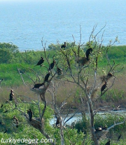 Manyas Kuş Gölü